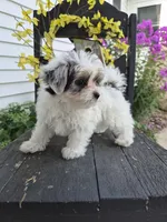 Rosie, a female Maltese and Yorkshire Terrier for sale in Middlebury, IN – 8 of 10