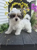 Rosie, a female Maltese and Yorkshire Terrier for sale in Middlebury, IN – 1 of 10