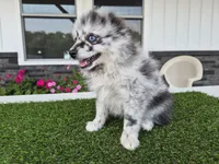 AKC  Romeo, a male Pomeranian for sale in Middlebury, IN – 5 of 10