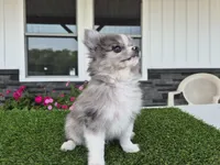 AKC  Chip, a male Pomeranian for sale in Middlebury, IN – 10 of 10