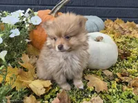 AKC Patsy, a female Pomeranian for sale in Middlebury, IN – 7 of 10
