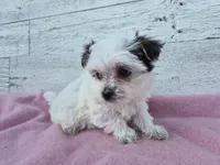 Grace, a female Yorkshire Terrier and Morkie for sale in Middlebury, IN – 5 of 6