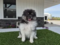 AKC  Bailey, a female Pomeranian for sale in Middlebury, IN – 3 of 6