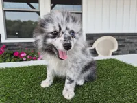 AKC  Romeo, a male Pomeranian for sale in Middlebury, IN – 4 of 10