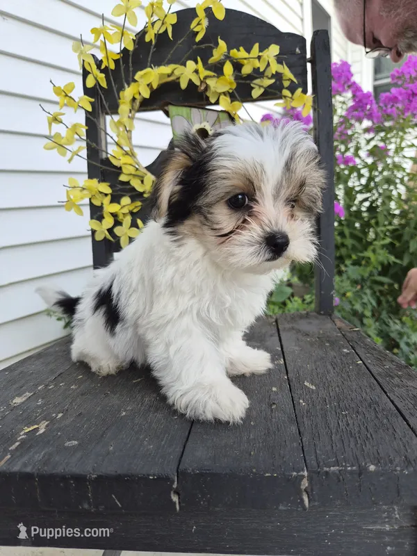 Oreo – Maltese, Yorkshire Terrier puppy for sale in Middlebury, IN