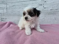 Rosie, a female Yorkshire Terrier and Morkie for sale in Middlebury, IN – 3 of 6