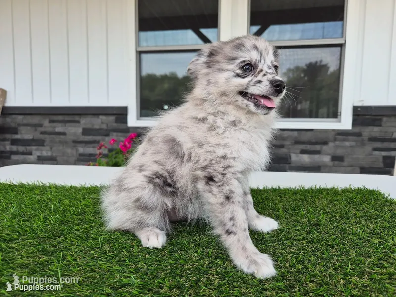 AKC Jack – Pomeranian puppy for sale in Middlebury, IN