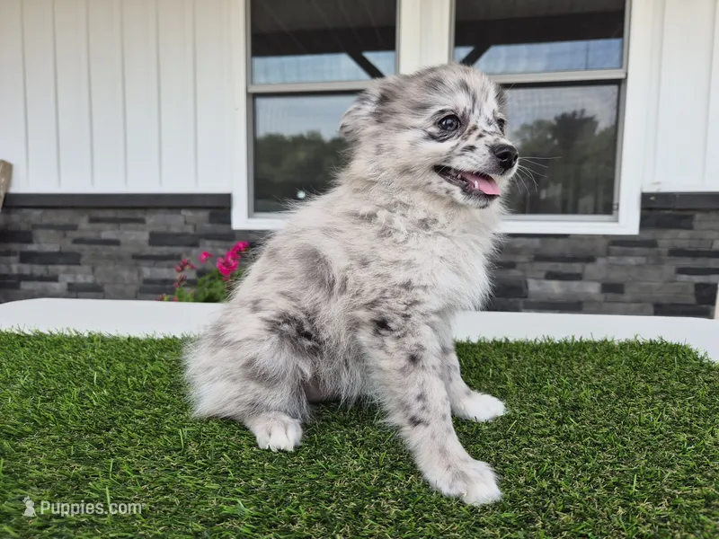 AKC Jack – Pomeranian puppy for sale in Middlebury, IN