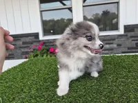 AKC  Chip, a male Pomeranian for sale in Middlebury, IN – 9 of 10