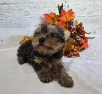 AKC Chippy, a male Yorkshire Terrier for sale in Middlebury, IN – 2 of 10