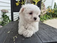 AKC Charlie, a male Maltese for sale in Middlebury, IN – 2 of 6