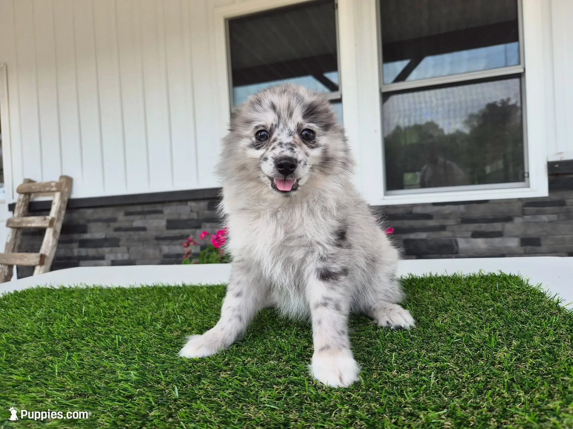 AKC Jack, a male Pomeranian for sale in Middlebury, IN – 3 of 10