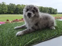 AKC Jack, a male Pomeranian for sale in Middlebury, IN – 7 of 10