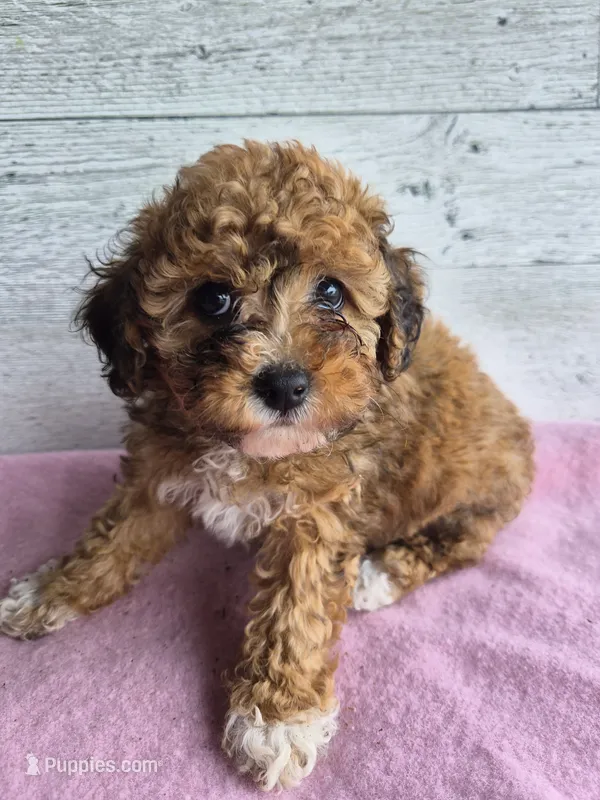 AKC  Jody – Poodle - Miniature  puppy for sale in Middlebury, IN