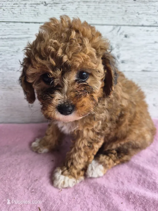 AKC  Jody – Poodle - Miniature  puppy for sale in Middlebury, IN