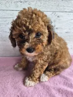 AKC  Jody, a female Poodle - Miniature  for sale in Middlebury, IN – 2 of 10
