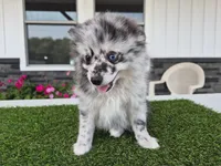 AKC  Romeo, a male Pomeranian for sale in Middlebury, IN – 3 of 10