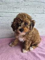 AKC  Jody, a female Poodle - Miniature  for sale in Middlebury, IN – 9 of 10