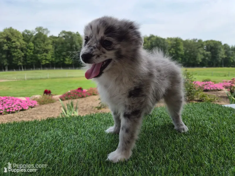 AKC Jack – Pomeranian puppy for sale in Middlebury, IN