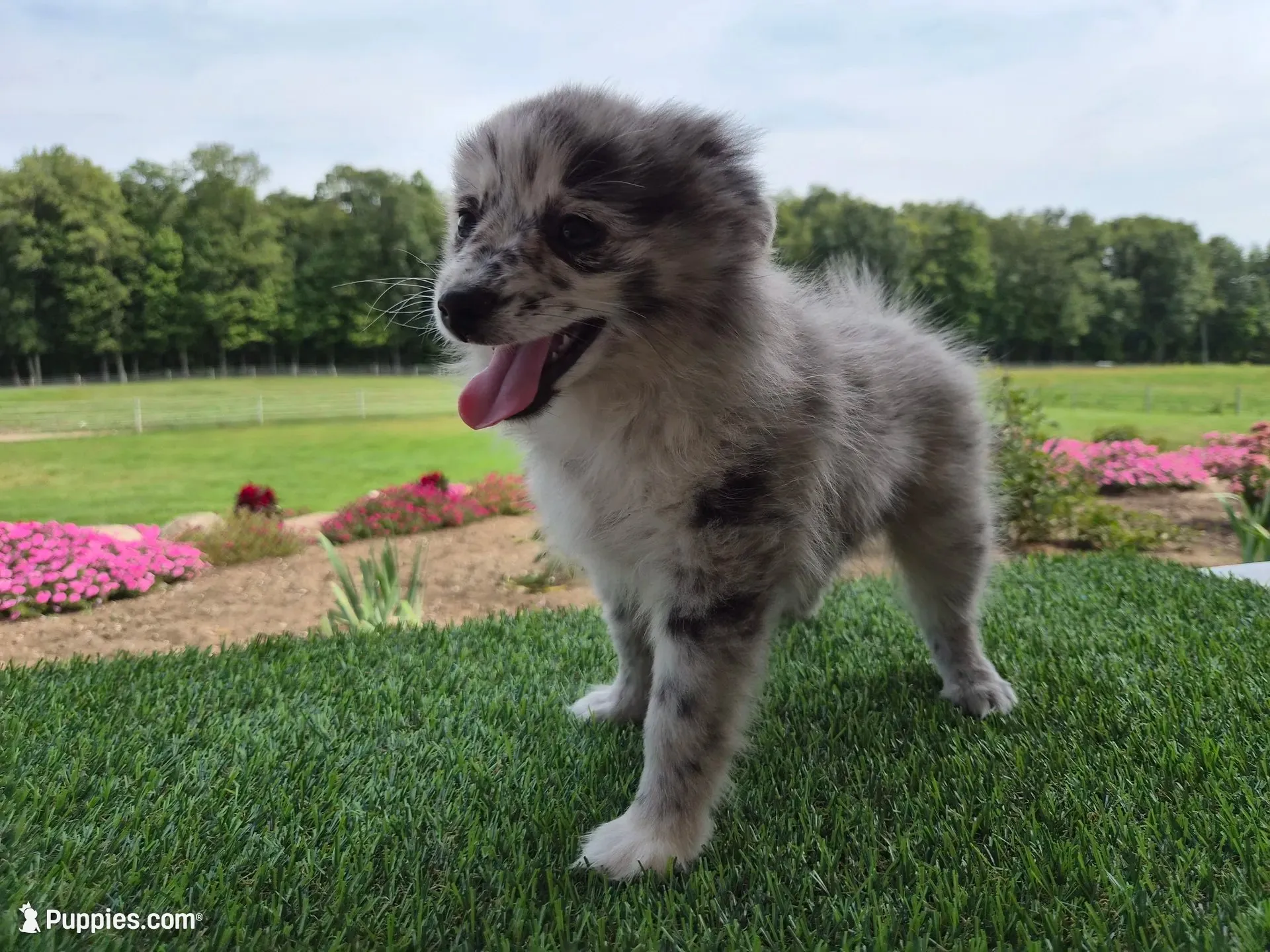 AKC Jack, a male Pomeranian for sale in Middlebury, IN – 1 of 10