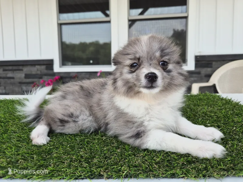 AKC Maisie – Pomeranian puppy for sale in Middlebury, IN