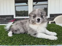 AKC Maisie, a female Pomeranian for sale in Middlebury, IN – 1 of 10