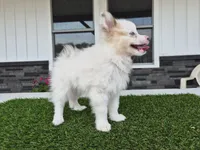 AKC Prince, a male Pomeranian for sale in Middlebury, IN – 8 of 8