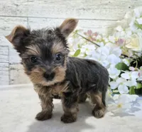 AKC Chippy, a male Yorkshire Terrier for sale in Middlebury, IN – 10 of 10