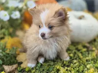 AKC Jackson, a male Pomeranian for sale in Middlebury, IN – 2 of 10