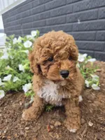 AKC Jenny, a female Poodle - Miniature  for sale in Middlebury, IN – 3 of 10