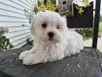 AKC Charlie, a male Maltese for sale in Middlebury, IN – 4 of 6