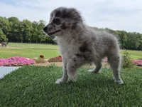 AKC Jack, a male Pomeranian for sale in Middlebury, IN – 6 of 10