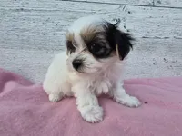 Rosie, a female Yorkshire Terrier and Morkie for sale in Middlebury, IN – 5 of 6