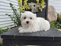 AKC Finn, a male Maltese for sale in Middlebury, IN – 2 of 8