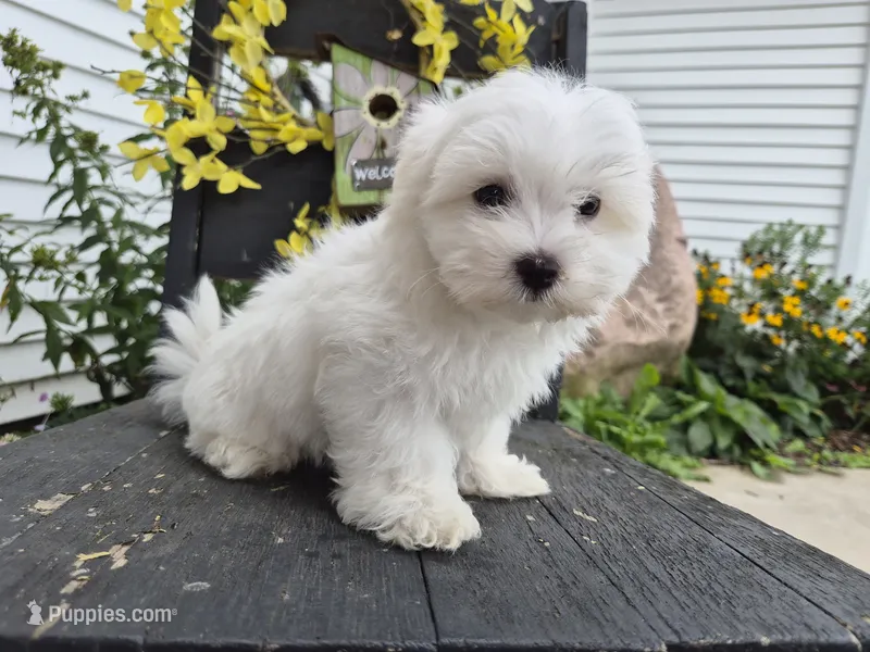 AKC Mochi – Maltese puppy for sale in Middlebury, IN
