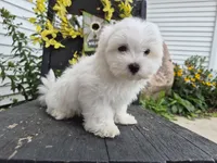 AKC Mochi, a male Maltese for sale in Middlebury, IN – 2 of 9
