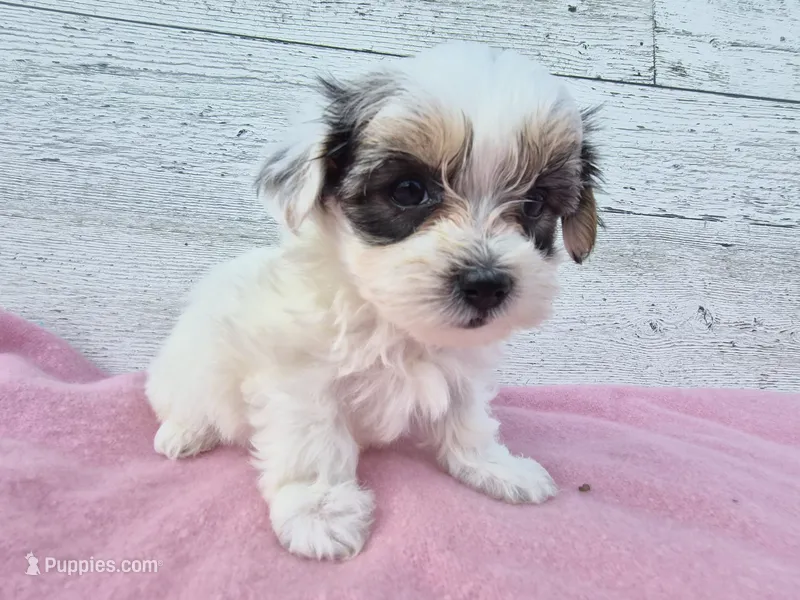 Rosie – Yorkshire Terrier, Morkie puppy for sale in Middlebury, IN