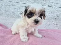 Rosie, a female Yorkshire Terrier and Morkie for sale in Middlebury, IN – 1 of 6