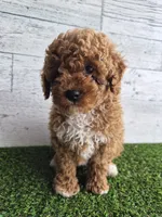 AKC Jenny, a female Poodle - Miniature  for sale in Middlebury, IN – 7 of 10