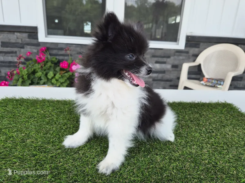 AKC  Mickey – Pomeranian puppy for sale in Middlebury, IN