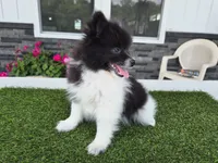 AKC  Mickey, a male Pomeranian for sale in Middlebury, IN – 3 of 10