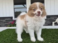 AKC Loki, a male Pomeranian for sale in Middlebury, IN – 8 of 10