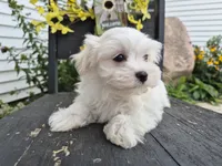 AKC Finn, a male Maltese for sale in Middlebury, IN – 6 of 8
