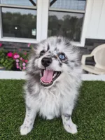 AKC  Romeo, a male Pomeranian for sale in Middlebury, IN – 2 of 10