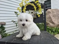 AKC Mochi, a male Maltese for sale in Middlebury, IN – 5 of 9