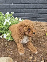 AKC Jenny, a female Poodle - Miniature  for sale in Middlebury, IN – 4 of 10