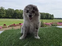 AKC Jack, a male Pomeranian for sale in Middlebury, IN – 9 of 10