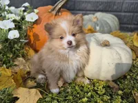 AKC Jackson, a male Pomeranian for sale in Middlebury, IN – 7 of 10