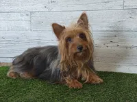 Grace, a female Maltese and Yorkshire Terrier for sale in Middlebury, IN – 9 of 10