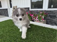 AKC  Chip, a male Pomeranian for sale in Middlebury, IN – 7 of 10